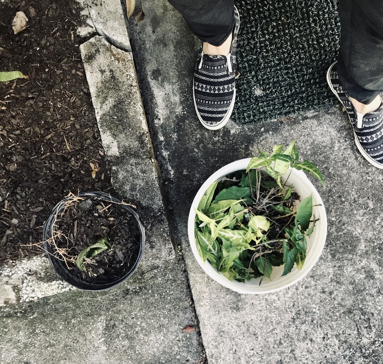 foraged baby plants