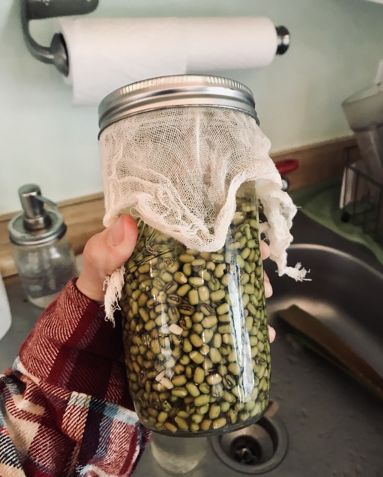 mung beans in a jar