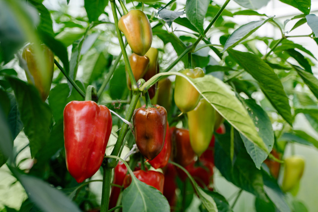 peppers-plant