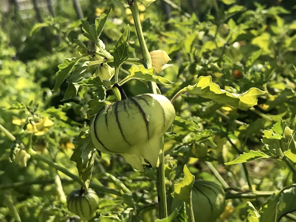 growing-tomatillo