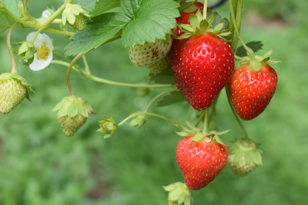 strawberries-plant