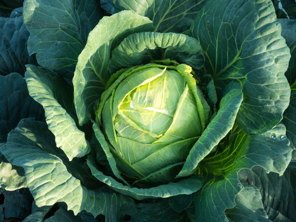 cabbage-plant