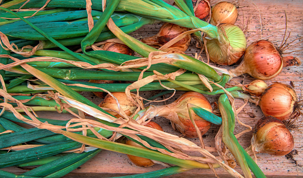 onions-harvest