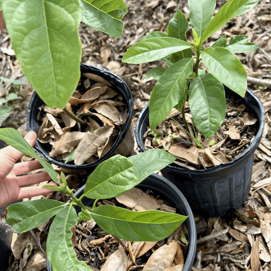 avocado-tree-seedling