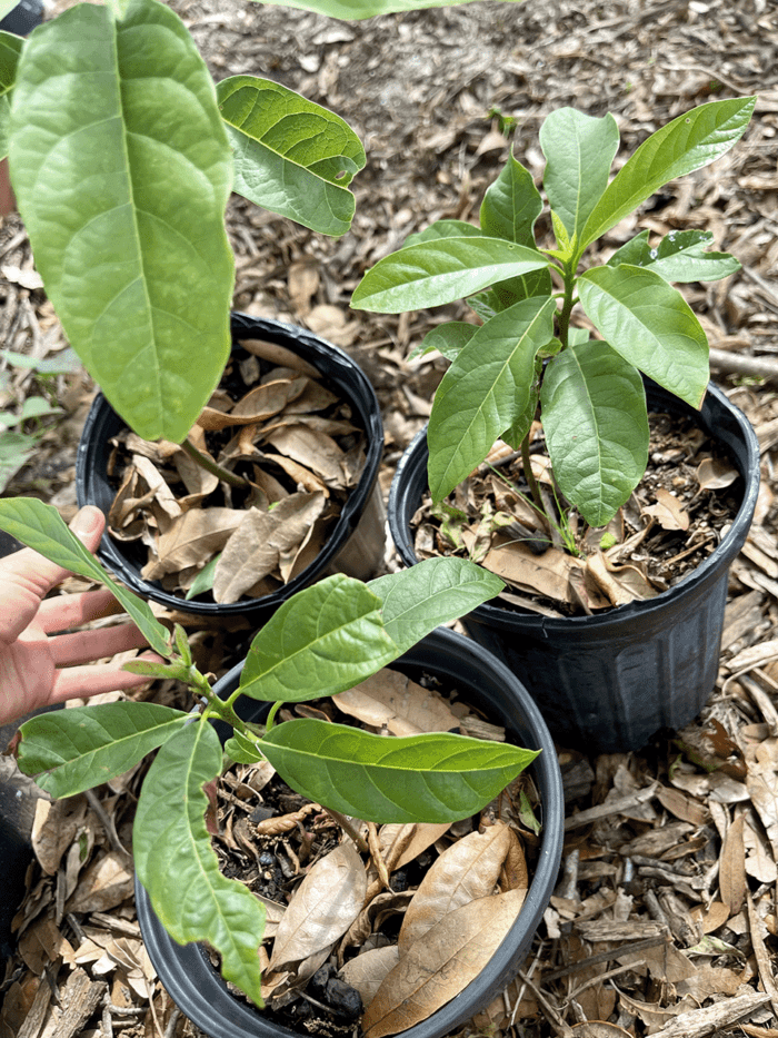 avocado-tree-seedling