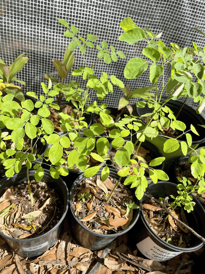 moringa-oleifera