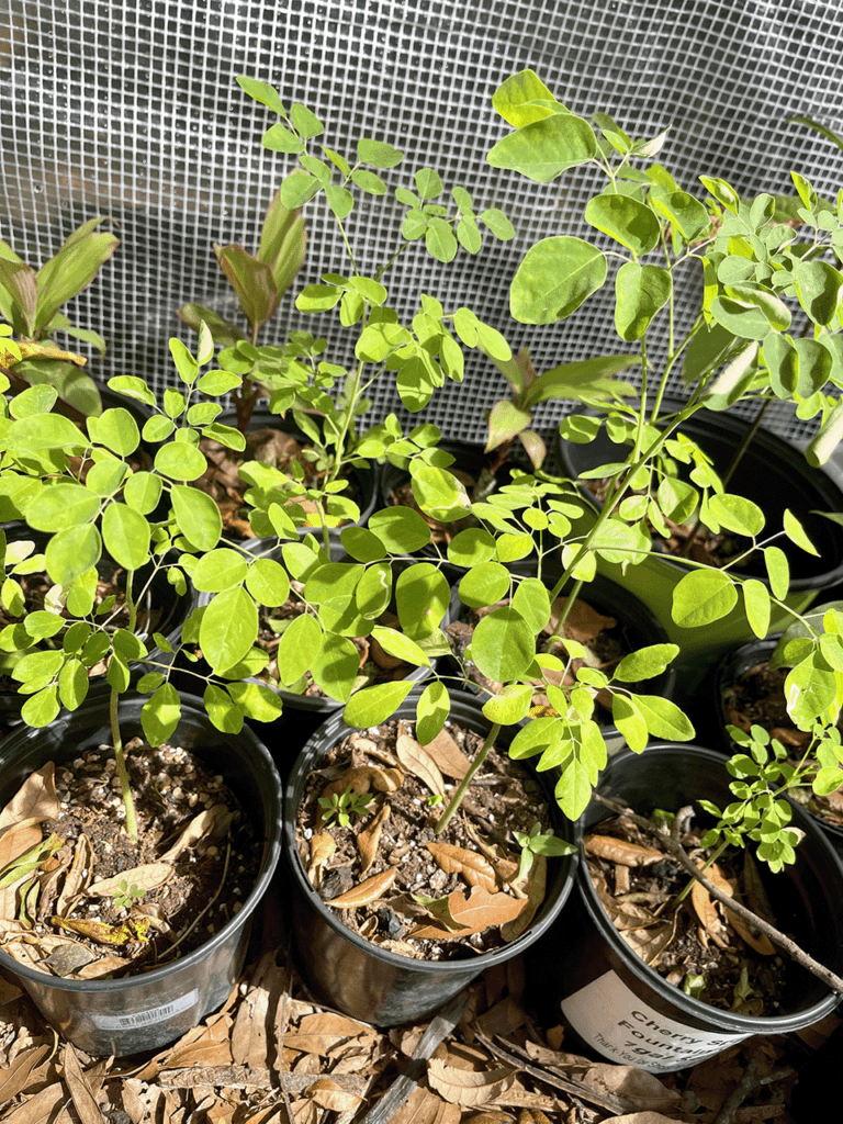 Moringa Tree Seedling - Moringa Oleifera - Horseradish Tree