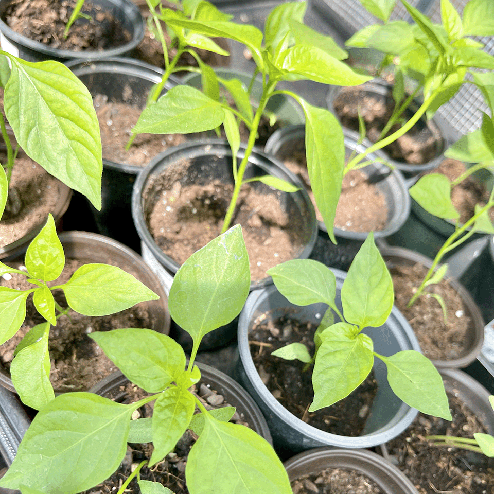 Seasonal Veggie Starts (6-Pack Assorted) Central Florida Zone 9B